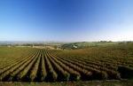 Wineyards outside Adelaide